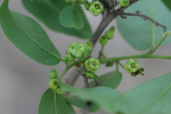 Diospyros montana